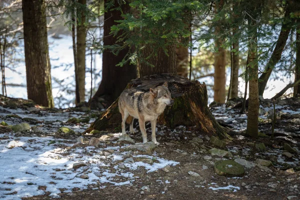 Lupo europeo nella foresta — Foto Stock