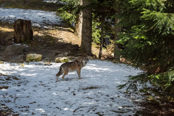 Europäischer Wolf im Wald — Stockfoto