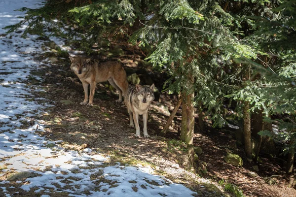 European wolves in forest — Stock Photo, Image