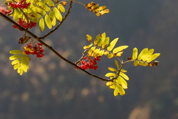 Цветные осенние листья, рябиново-ягодное дерево — стоковое фото