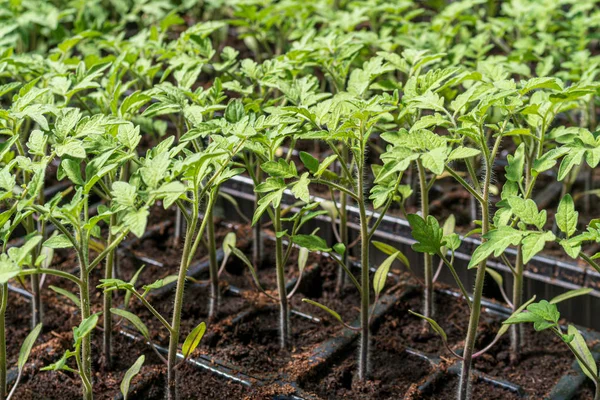 Plántulas comerciales de tomate en bandejas — Foto de Stock