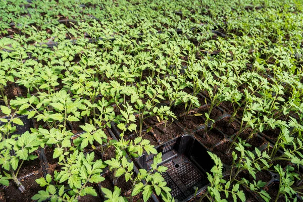 Plántulas comerciales de tomate en bandejas — Foto de Stock