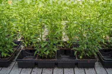 Tepsilerde ticari biber fidesi