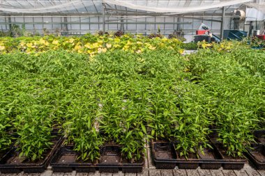 Tepsilerde ticari biber fidesi