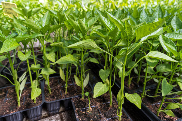 Commercial pepper seedlings in trays