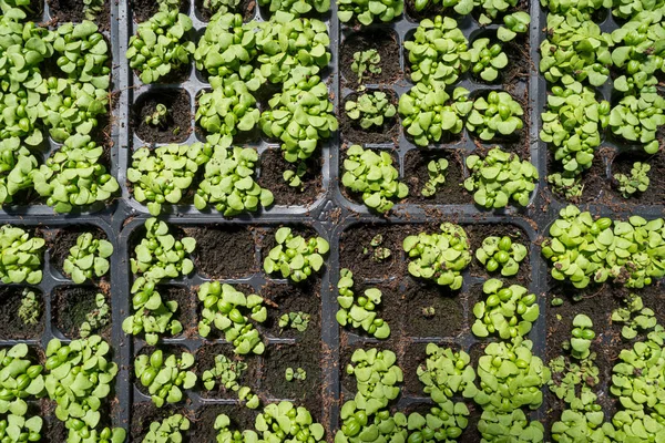 Plántulas comerciales de albahaca en bandejas —  Fotos de Stock