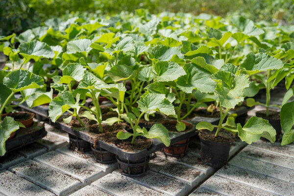 Commercial seedlings in trays