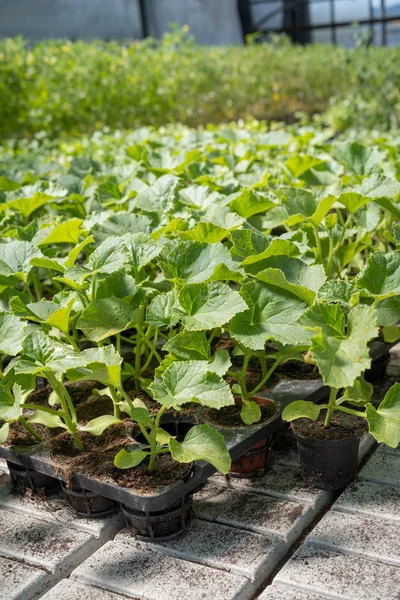 Commercial seedlings in trays — Stock Photo, Image