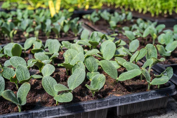 Commercial seedlings in trays — Stock Photo, Image