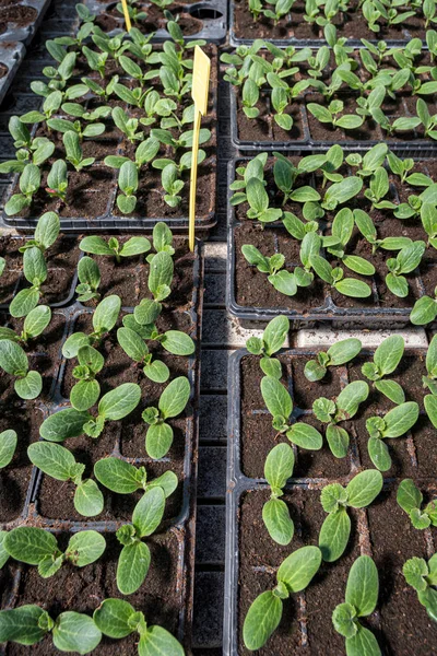 Commercial squash seedlings in trays — Stock Photo, Image