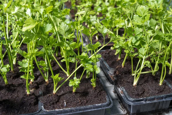Garden parsley in seed trays — Stock Photo, Image
