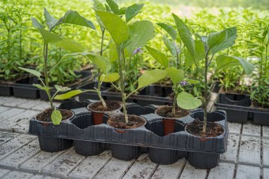 Tepsilerde ticari patlıcan fidesi