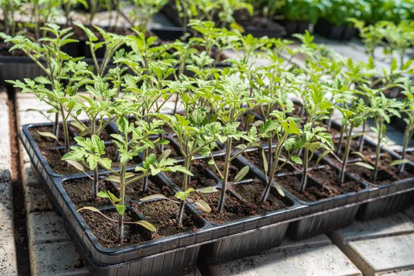 Commercial tomato seedlings in trays — Stock Photo, Image