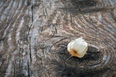 Physalis alkekengi meyve kabuğu 