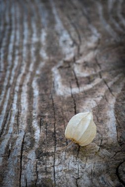 Physalis alkekengi meyve kabuğu 