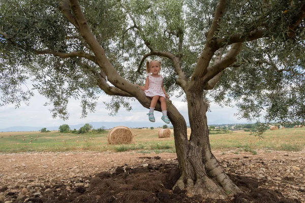 Dětská holčička šplhá na olivovník — Stock fotografie