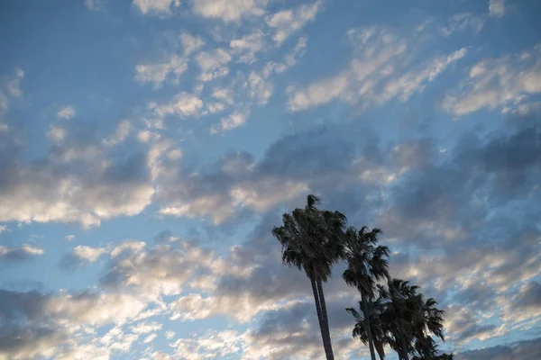 Altocumulus moln och Palm Tress under dagen — Stockfoto