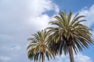 Palmiye ağaçları