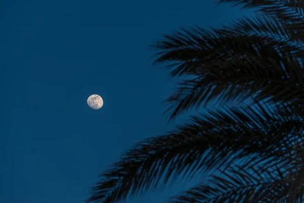 Lua com palmeira — Fotografia de Stock