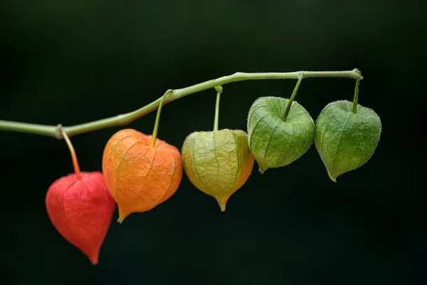 Cáscaras de fruta de la linterna china — Foto de Stock