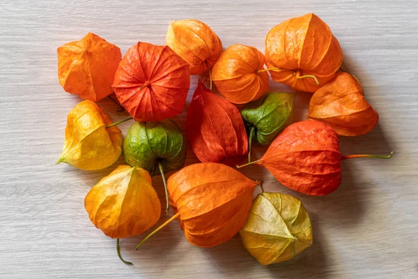 Physalis alkekengi — Fotografia de Stock