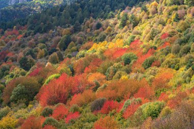 sonbahar orman arka plan