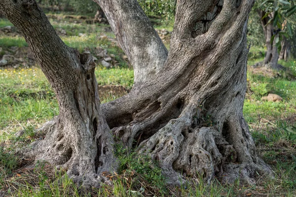 Old olive tree detail — Stock Photo, Image