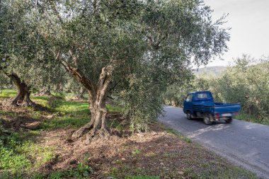 Zeytin bahçesinin içinden