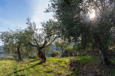 Olive grove