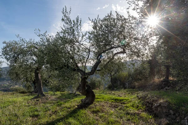 Olivenhain — Stockfoto