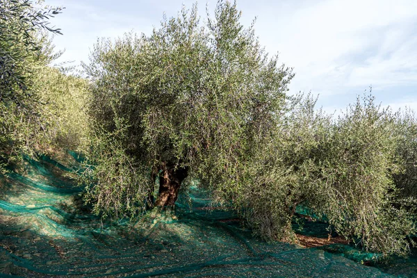 Oogsttijd in olijf tuin — Stockfoto
