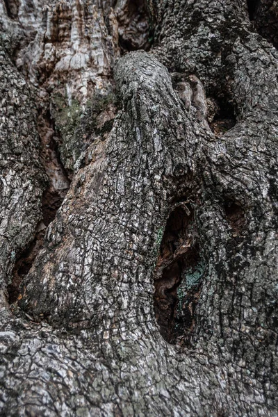 Olivenbaumrinde aus nächster Nähe — Stockfoto