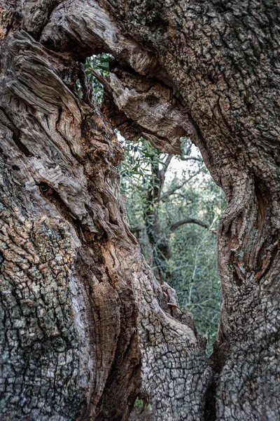 Olivenbaumrinde aus nächster Nähe — Stockfoto