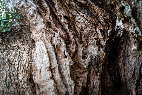 올리브 나무 껍질 닫기 — 스톡 사진