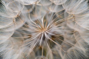 Batı Salsify tohumları, Tragopogon dubius, makro resim