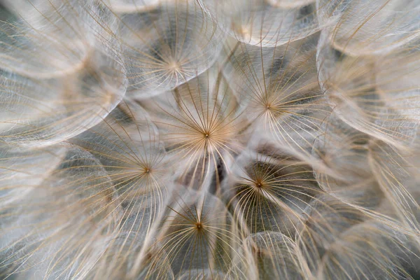 Western Salsify Seeds Tragopogon Dubius Macro Image — Stock Photo, Image