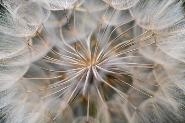 Batı Salsify Tohumları Tragopogon Dubius Makro Resim — Stok fotoğraf