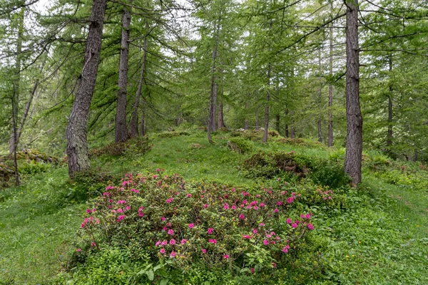 Rhododendron Floraison Dans Une Forêt Mélèzes Dans Les Alpes Liguriennes — Photo
