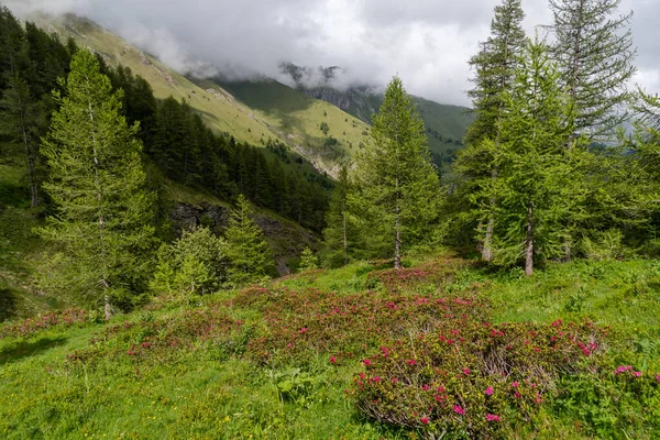 意大利西北部英皮里亚省利古里亚阿尔卑斯山区落叶松林中的杜鹃花 — 图库照片