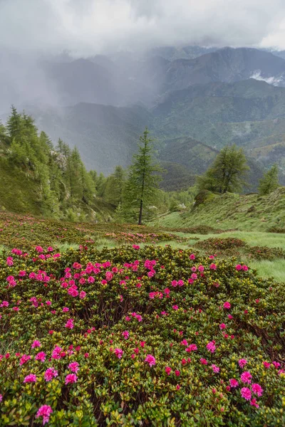 Fioritura Rododendro Nelle Alpi Marittime Valle Roya Confine Italo Francese — Foto Stock