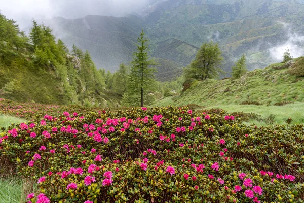 Fioritura Rododendro Nelle Alpi Marittime Valle Roya Confine Italo Francese — Foto Stock