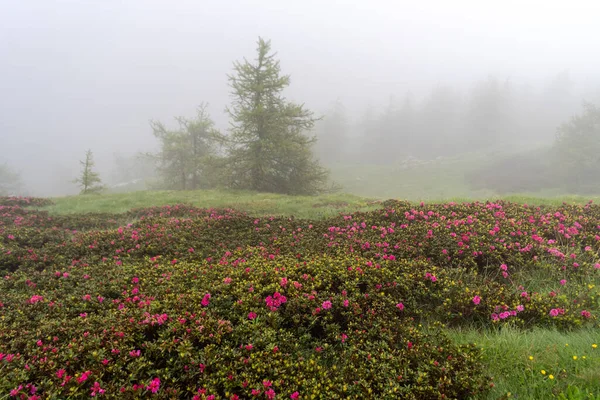 在法意边境的利古里亚阿尔卑斯山中 迷雾形成了野杜鹃盛开的背景 — 图库照片