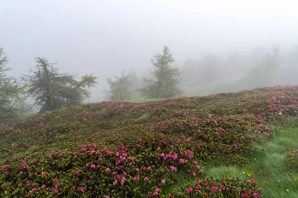 Nebbia Sfondo Selvaggi Rododendri Fiore Sul Monte Saccarello Alpi Liguri — Foto Stock