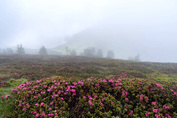 在法国 意大利边境的利古里亚阿尔卑斯山萨卡雷洛山 迷雾形成了野杜鹃盛开的背景 — 图库照片