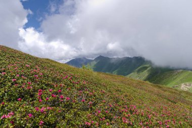 Ligurian Alplerinde, Saccarello dağlarında Fransız-İtalyan sınırında vahşi Rhododendronlar çiçek açtı.