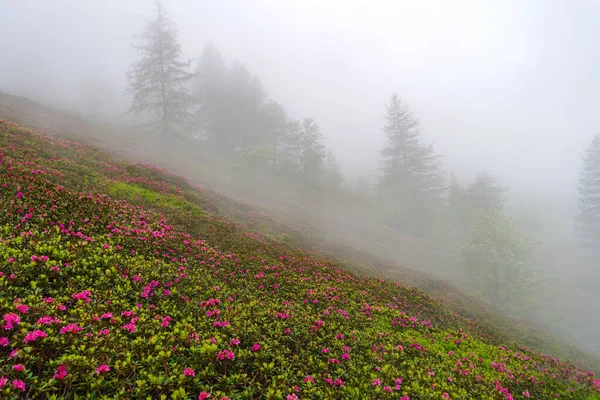 Nebbia Sfondo Rododendri Selvatici Fiore Nelle Alpi Liguri Lungo Confine — Foto Stock