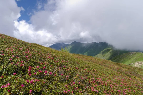 意大利边境萨卡雷洛山脉利古里亚阿尔卑斯山脉盛开的野生杜鹃 — 图库照片