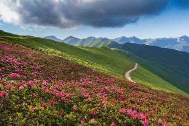 Ligurian Alplerinde, Saccarello dağlarında Fransız-İtalyan sınırında vahşi Rhododendronlar çiçek açtı.