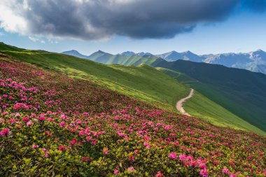 Wild Rhododendrons in bloom in Ligurian Alps, Saccarello mountain range, along the French-Italian border clipart
