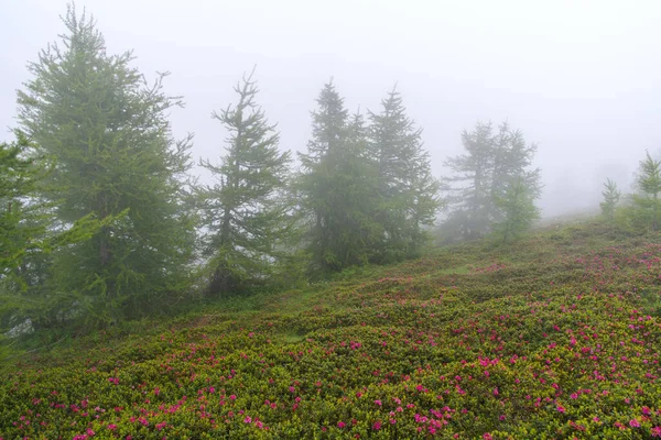 Ομίχλη Αποτελούν Υπόβαθρο Για Άγρια Ροδόδενδρα Που Ανθίζουν Στις Λιγουριανές — Φωτογραφία Αρχείου